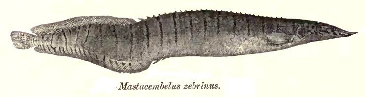 Macrognathus zebrinus FileMacrognathus zebrinus Daypng Wikimedia Commons