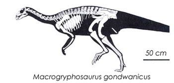 Macrogryphosaurus Macrogryphosaurus gondwanicus Dinosaurs