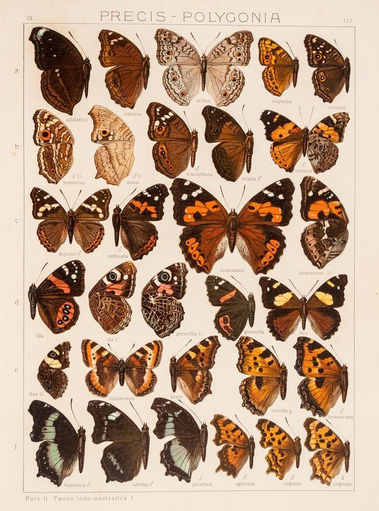 Macrolepidoptera - Alchetron, The Free Social Encyclopedia