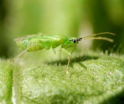 Macrolophus caliginosus Pest and Fungi Whitefly