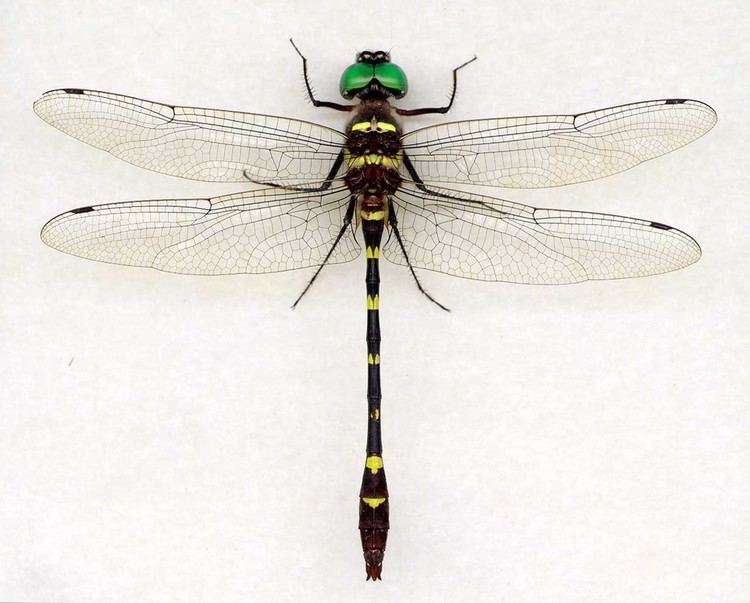 Macromia illinoiensis Macromia illinoiensis georginamtv Digital Dragonflies
