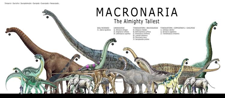 Macronaria Dinosauriomana lo que queras saber de los dinosaurios Macronaria