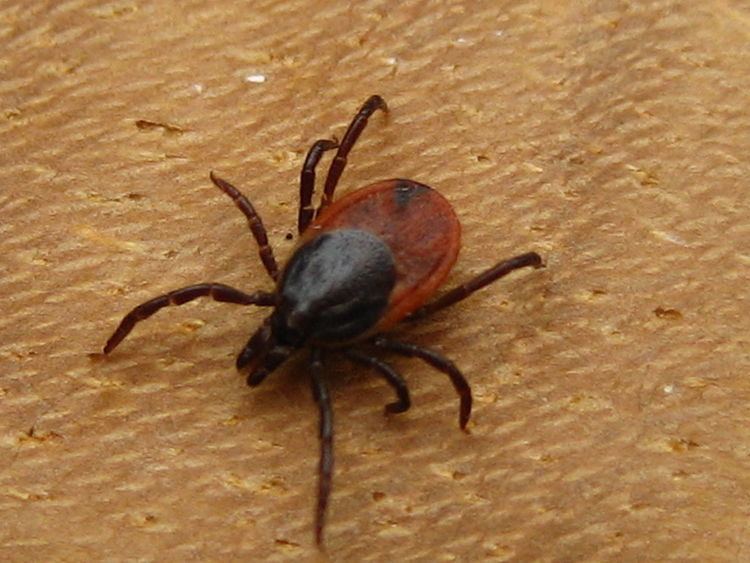 Macroparasite