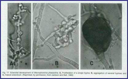 Macrophomina Macrophomina phaseolina Structures