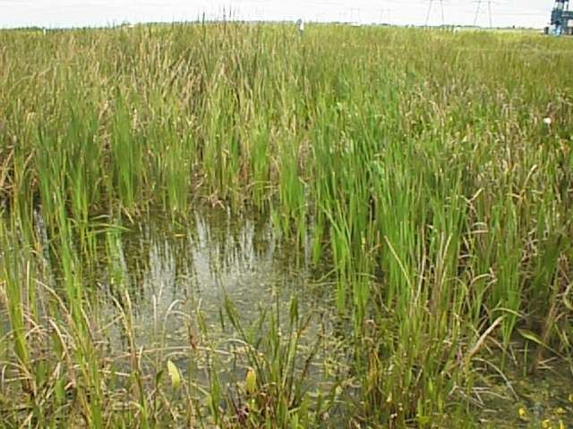 Macrophyte Dynamic Model for Everglades Stormwater Treatment Areas