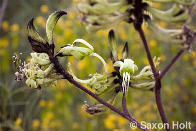 Macropidia Macropidia fuliginosa Australian Native Plants Plants 8007016517