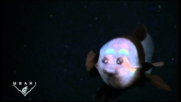 Macropinna microstoma Macropinna microstoma A deepsea fish with a transparent head and