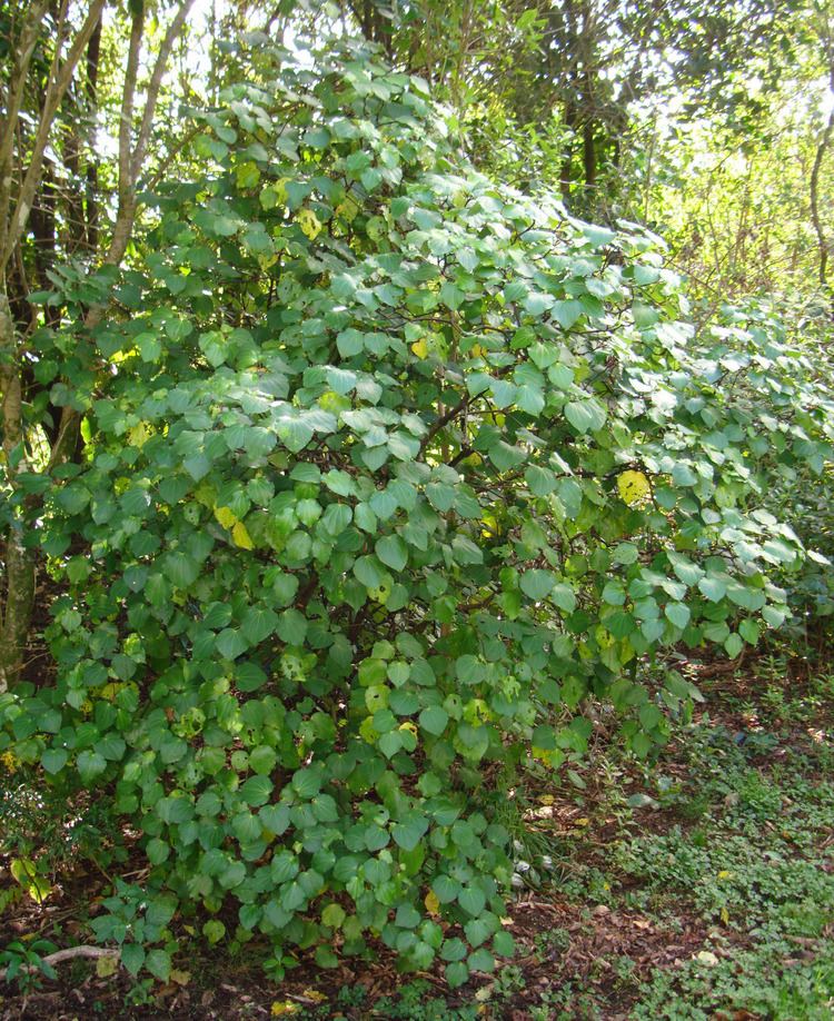 Macropiper excelsum Pukatea Laurelia novaezealandiae amp Kawakawa Macropiper excelsum