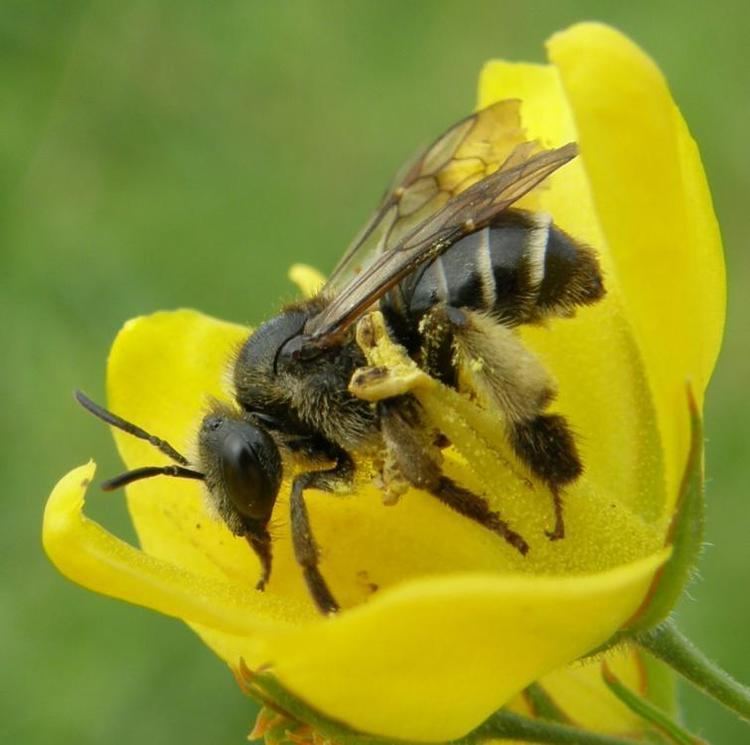 Macropis Macropis europaea Warncke1973 BWARS