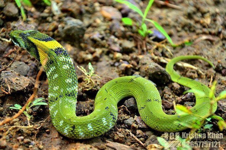 Macropisthodon plumbicolor Macropisthodon plumbicolor snakes and other reptiles Pinterest