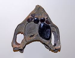 Macroplacus httpsuploadwikimediaorgwikipediacommonsthu