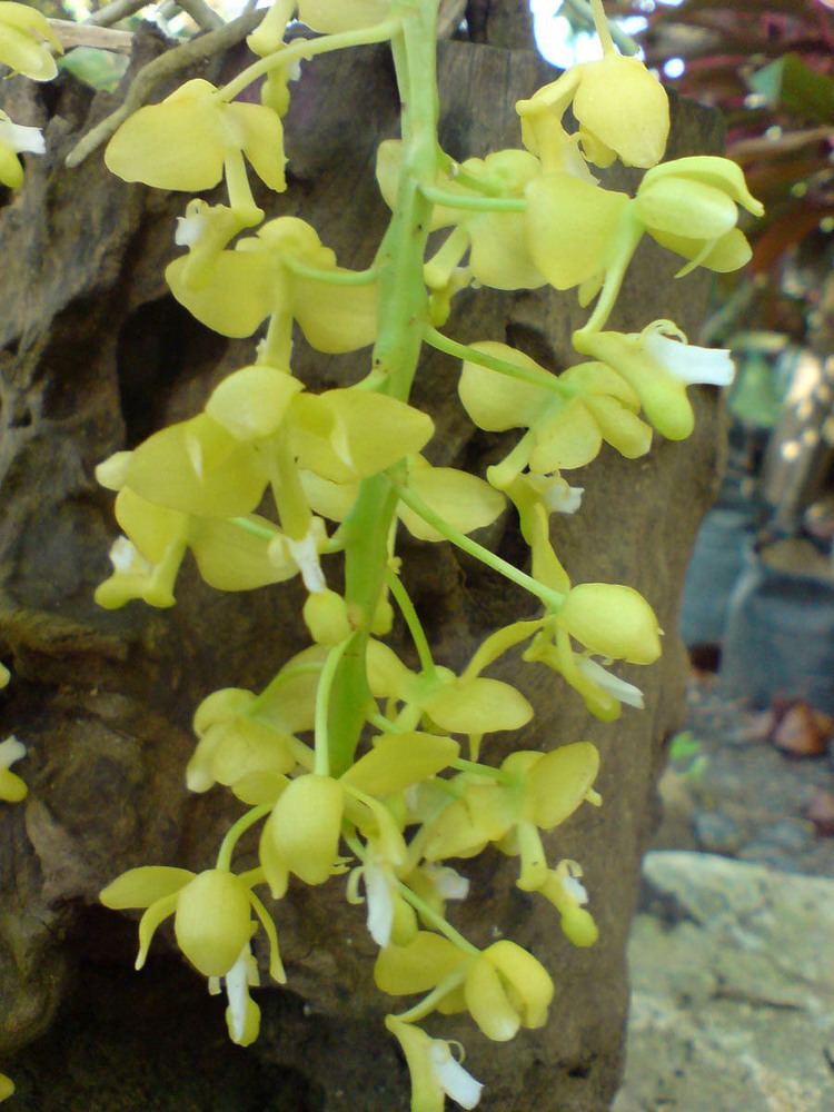 Macropodanthus cootesii orchidianaweeblycomuploads148314837618350