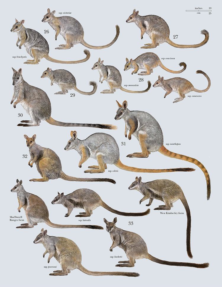 Macropodidae Family Macropodidae Kangaroos and Wallabies Lynx Edicions