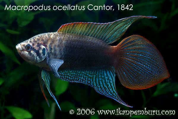 Macropodus Macropodus ocellatus Roundtail Paradise Fish Polyacanthus