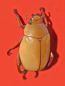 Macropoides crassipes httpsuploadwikimediaorgwikipediacommonsthu
