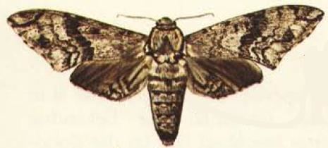 Macropoliana natalensis
