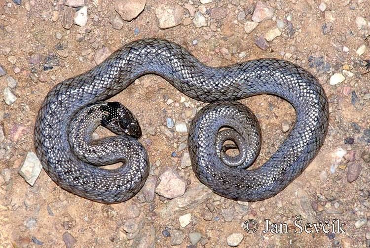 Macroprotodon cucullatus Picture of uovka kapucnsk Macroprotodon cucullatus Hooded Snake