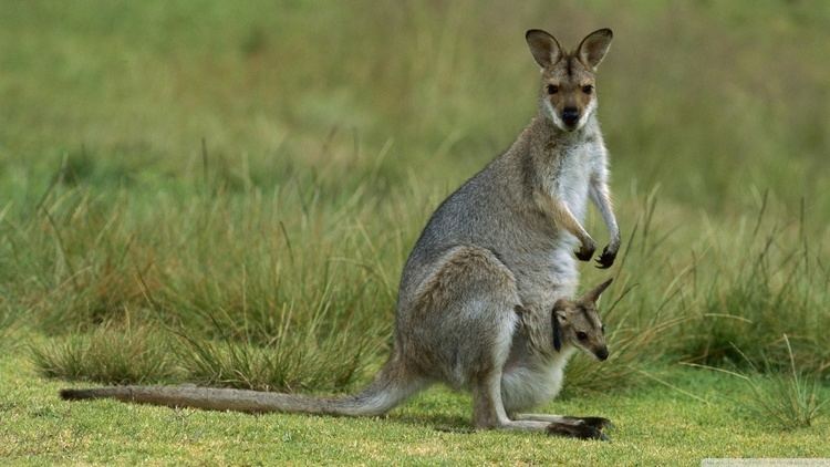 Macropus Red Necked Wallaby Macropus Rufogriseus Mother With Baby Bunya