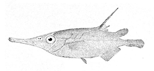 Macroramphosus FileMacroramphosus scolopaxjpg Wikimedia Commons