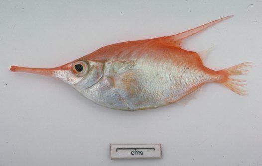 Macroramphosus Common Bellowsfish Macroramphosus scolopax Linnaeus 1758