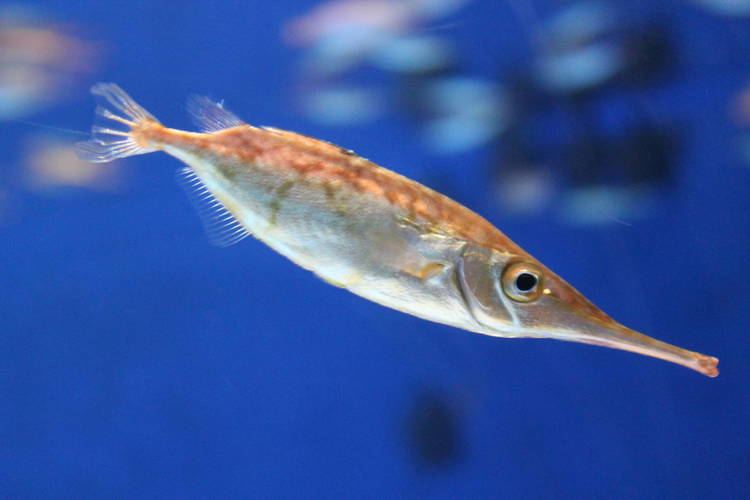 Macroramphosus Snipefish Macroramphosus scolopax ZooChat