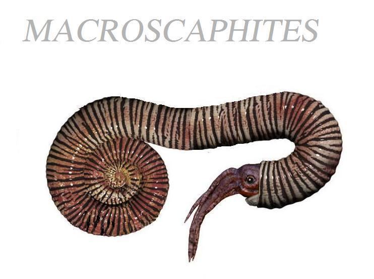 Macroscaphites MACROSCAPHITES Members Gallery The Fossil Forum