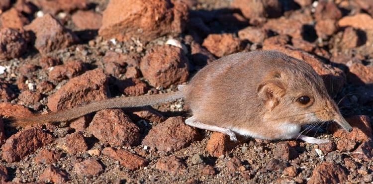 Macroscelides micus Etendeka RoundEared Sengi New Mammal Species Discovered in Namibia