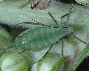 Macrosiphoniella Macrosiphoniella tanacetaria tansy aphid identification images