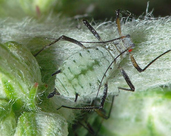 Macrosiphoniella Macrosiphoniella oblonga slender mugwort aphid identification