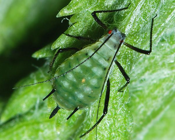 Macrosiphoniella Macrosiphoniella aphids identification images ecology