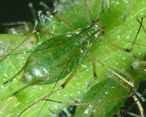 Macrosiphum euphorbiae Macrosiphum aphids identification images ecology