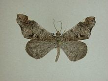 Macrosoma cascaria httpsuploadwikimediaorgwikipediacommonsthu