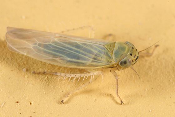 Macrosteles leafhopper Macrosteles quadrilineatus BugGuideNet