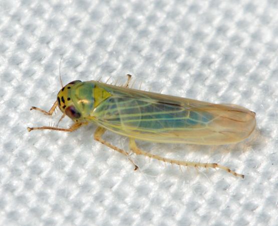 Macrosteles quadrilineatus Aster Leafhopper Macrosteles quadrilineatus BugGuideNet
