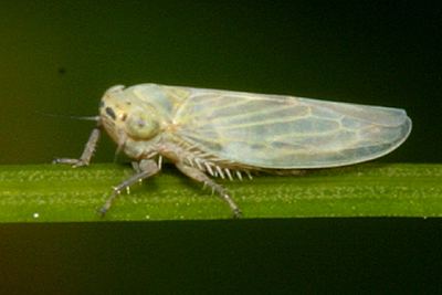 Macrosteles quadrilineatus Leafhopper Macrosteles quadrilineatus BugGuideNet