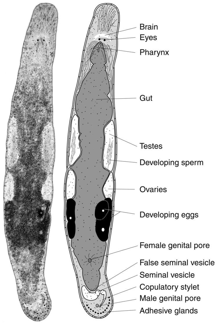 Macrostomum evolutionunibaschscharerresearchcurrentresea