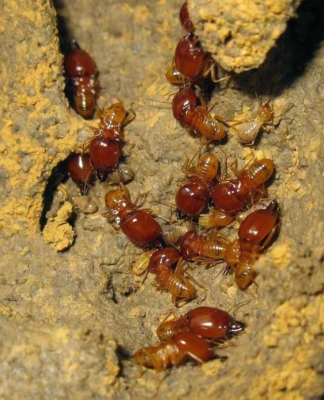 Macrotermes Photos and Info on Ants and Termites of Malaysia Macrotermes Gilvus