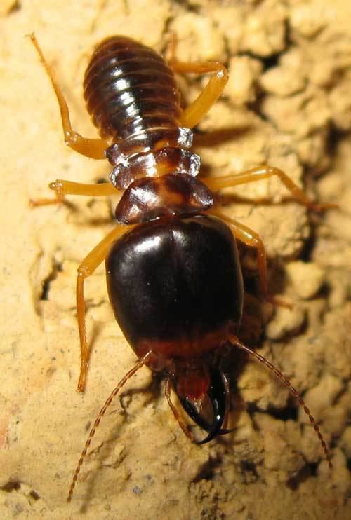 Macrotermes Termite pictures Macrotermes carbonarius Termite Web