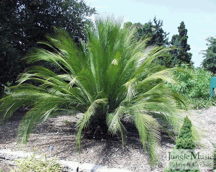 Macrozamia johnsonii Macrozamia johnsonii This is a large Australian cycad It is a