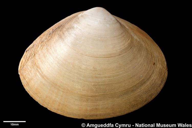 Mactra Mactra glauca Born 1778 Marine Bivalve Shells of the British Isles