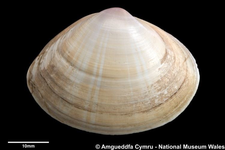 Mactra Mactra stultorum Linnaeus 1758 Marine Bivalve Shells of the