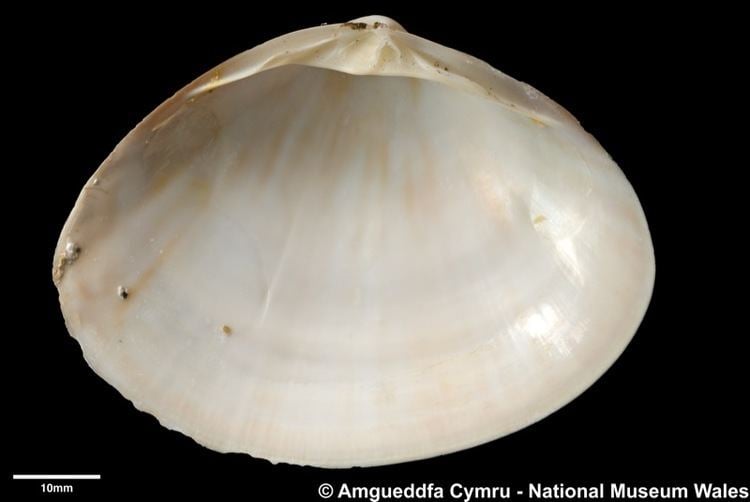 Mactra glauca Mactra glauca Born 1778 Marine Bivalve Shells of the British Isles