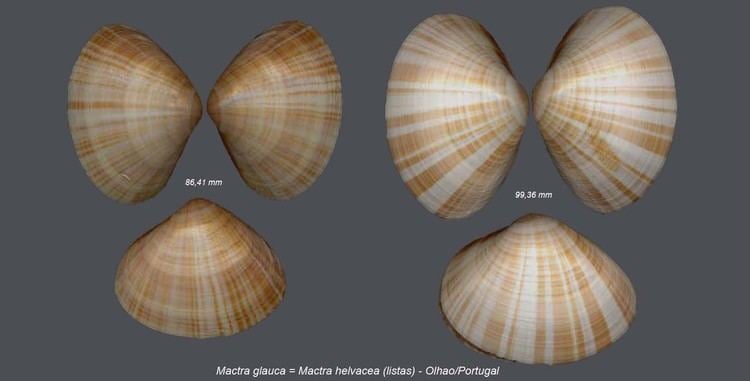 Mactra glauca Shells Collection