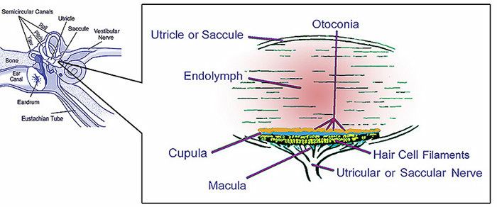 Macula of utricle
