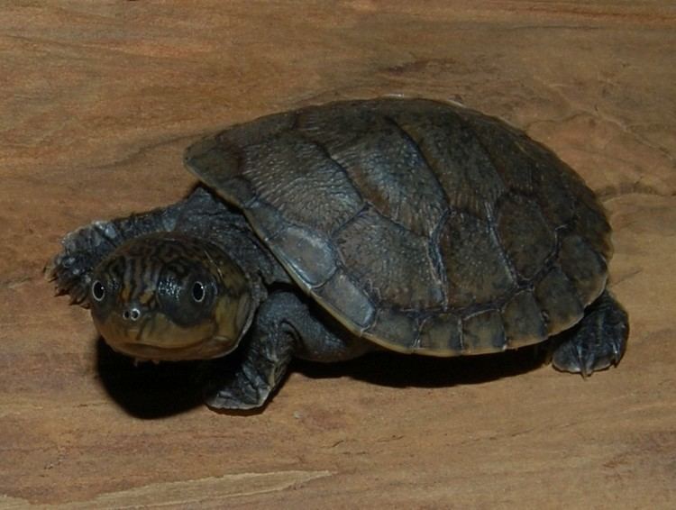 Madagascan big-headed turtle Madagascar Big Headed Side Necked Turtle for sale from The Turtle Source