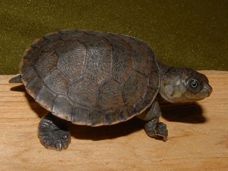 Madagascan big-headed turtle Madagascar Big Headed Side Necked Turtle for sale from The Turtle Source