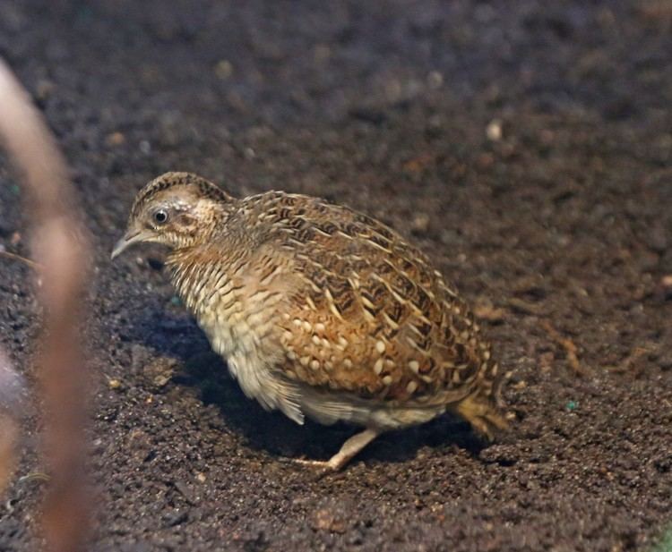 Madagascan buttonquail Pictures and information on Madagascar Buttonquail