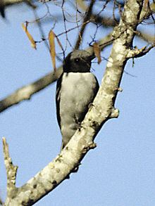Madagascan cuckooshrike httpsuploadwikimediaorgwikipediacommonsthu