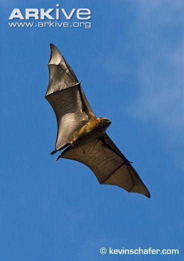 Madagascan flying fox Madagascan flying fox videos photos and facts Pteropus rufus ARKive