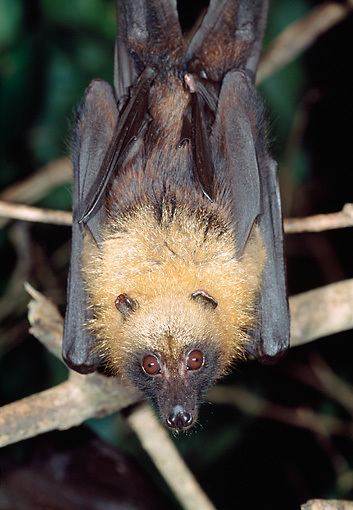 Madagascan flying fox bat Animal Stock Photos Kimballstock